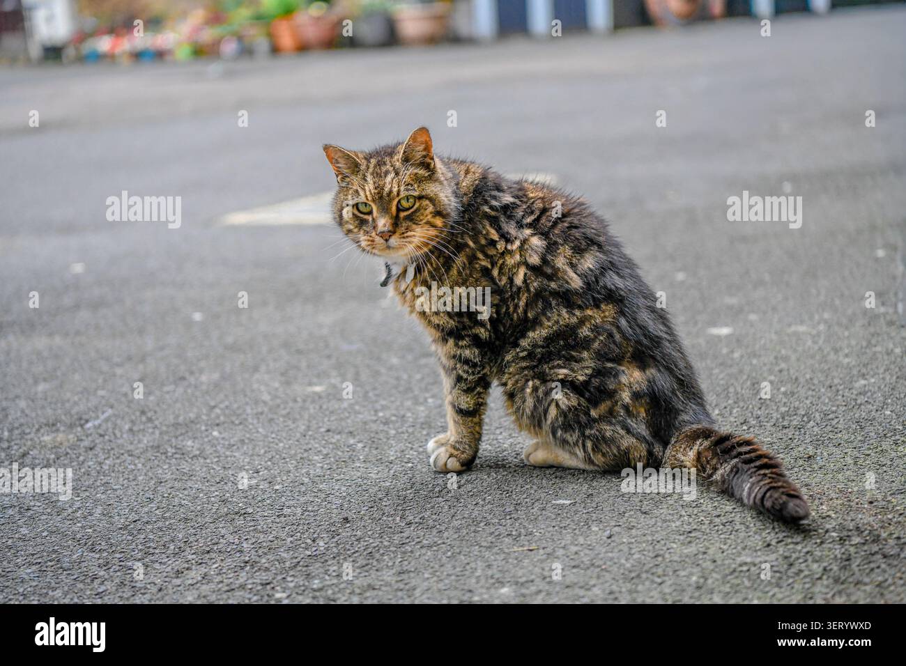 Chat tabby altéré reposant sur une rue calme du village Banque D'Images