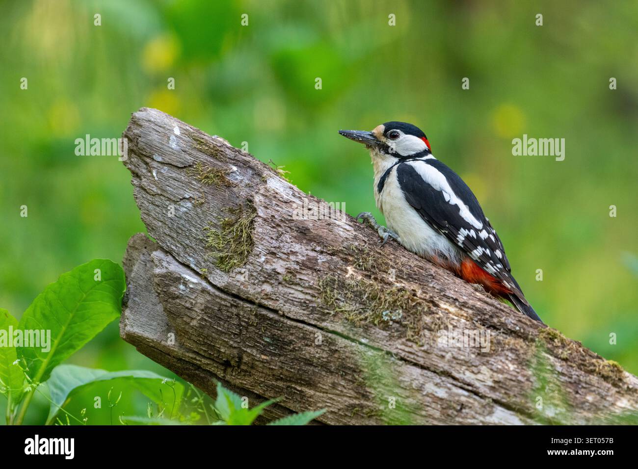 Grand pic tacheté (Dendrocopos major), mâle adulte Banque D'Images