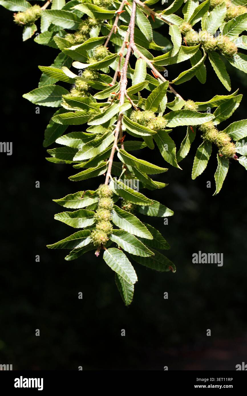 Fruits se formant sur Nothofagus procera, Nothofagus alpina, hêtre rauli ou raulí, en langue mapuche. Arbre chilien et argentin Banque D'Images