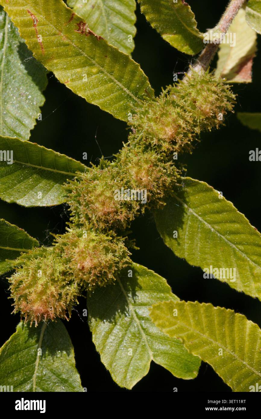 Fruits se formant sur Nothofagus procera, Nothofagus alpina, hêtre rauli ou raulí, en langue mapuche. Arbre chilien et argentin Banque D'Images