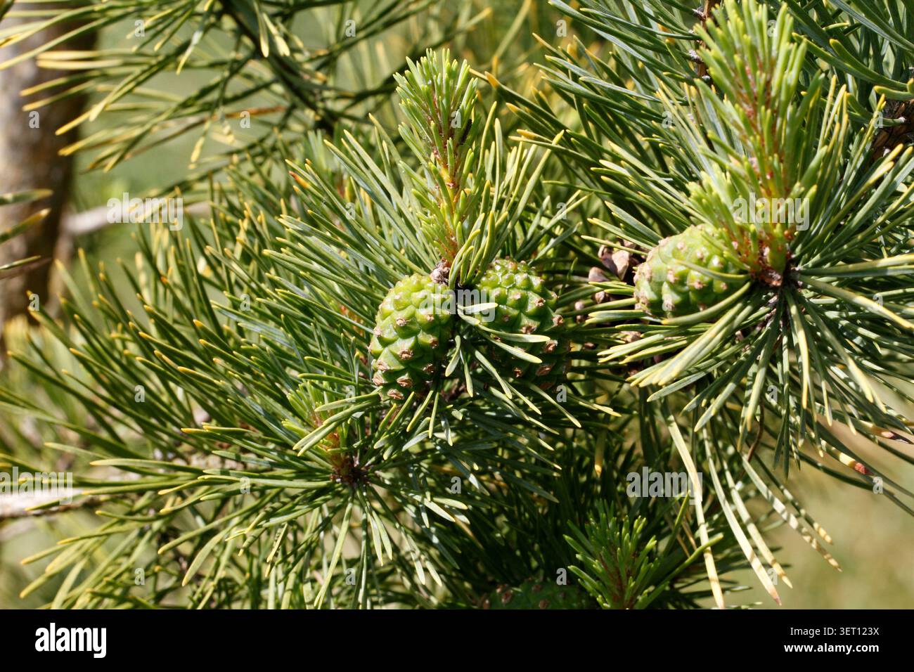 Pinus sylvestris ' Aurea' Golden Scots Pine. Formage de cônes. Banque D'Images