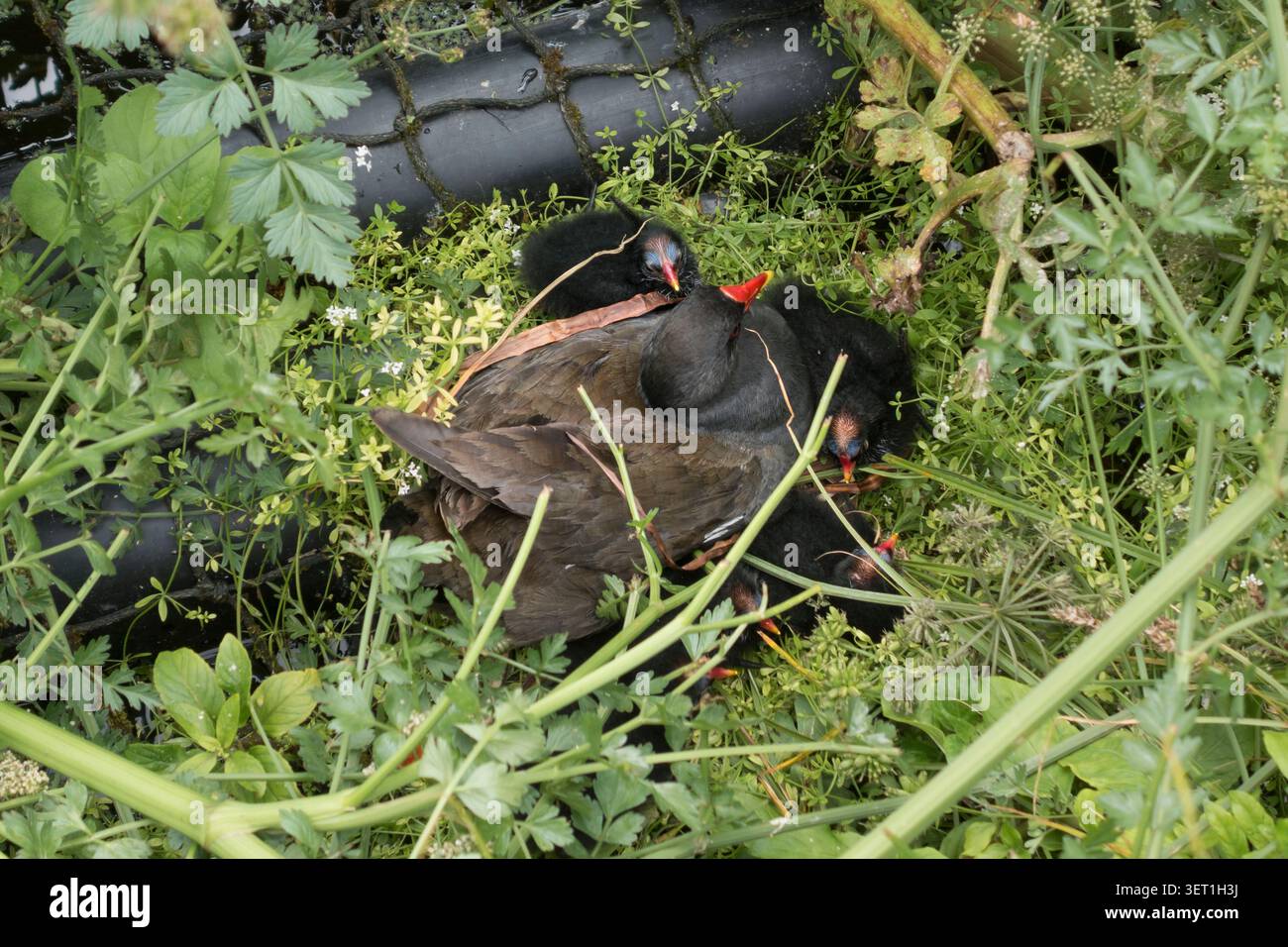 Une Moorhen commune (Gallinula chloropus) sur son nid avec ses poussins nouvellement éclos à Henleaze Lake, Bristol, Royaume-Uni Banque D'Images