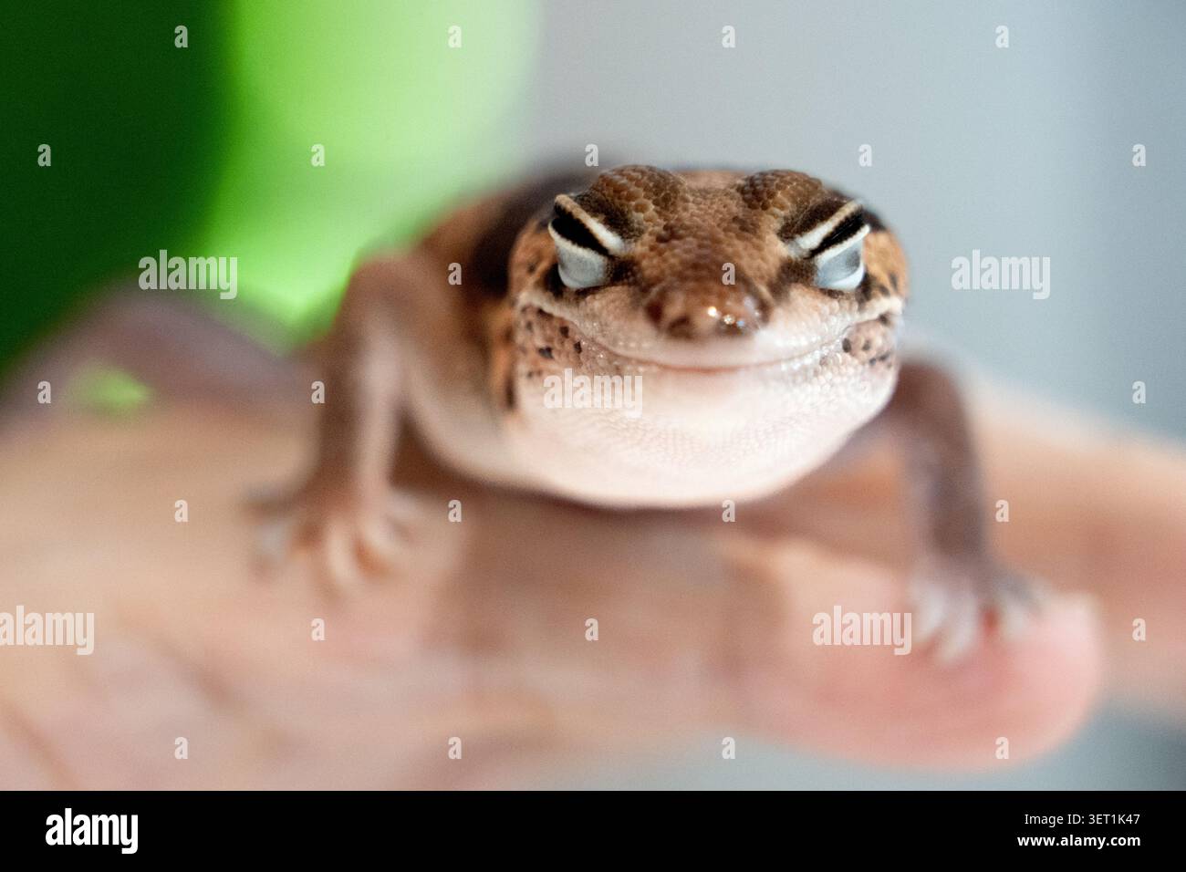 Cute Leopard Geckos (Eublepharis Macularius) sur fond flou Banque D'Images
