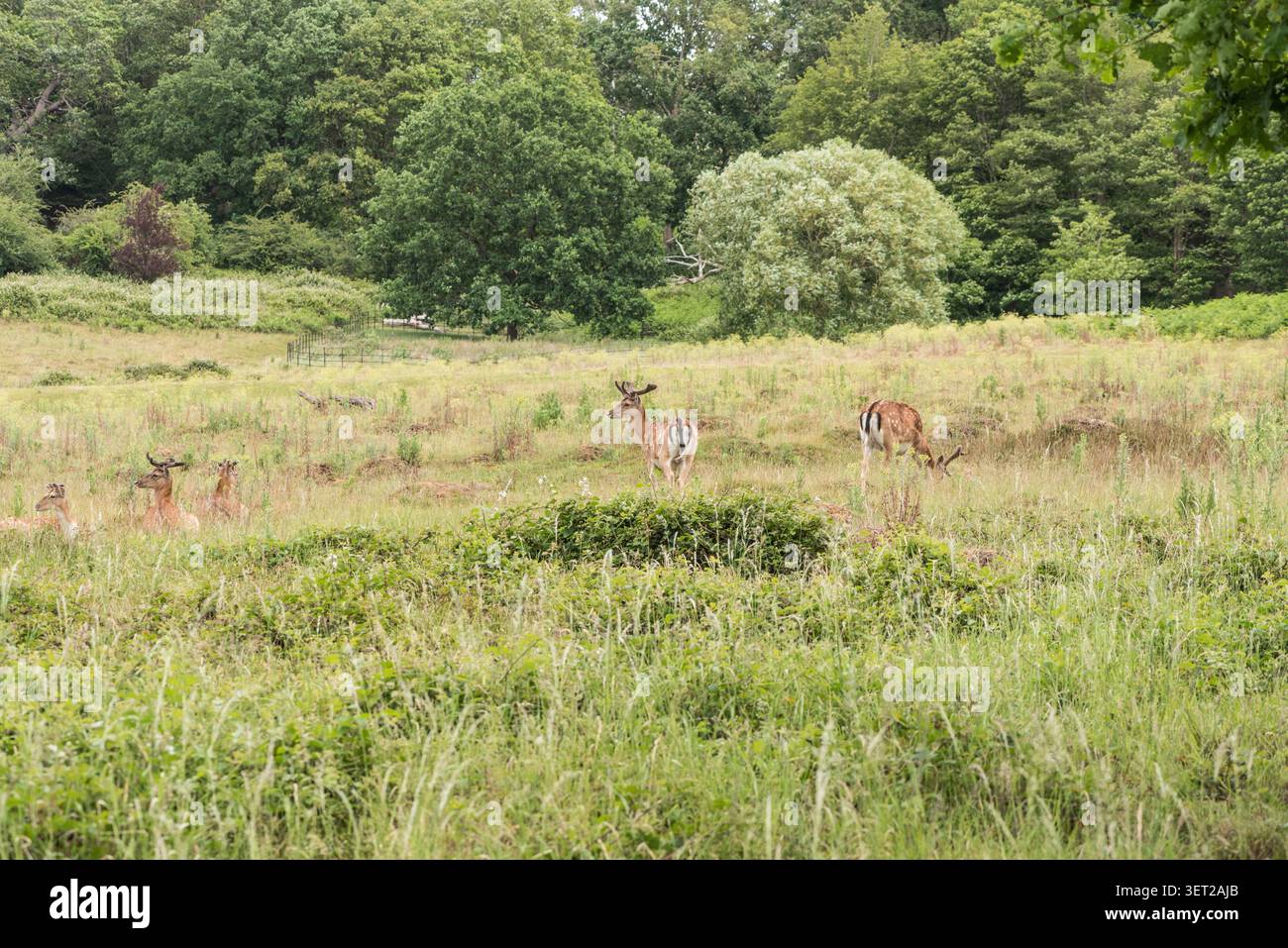 Petit batchelor Hed de cerf en jachère (Dama dama) dans Richmond Park, Surrey Banque D'Images