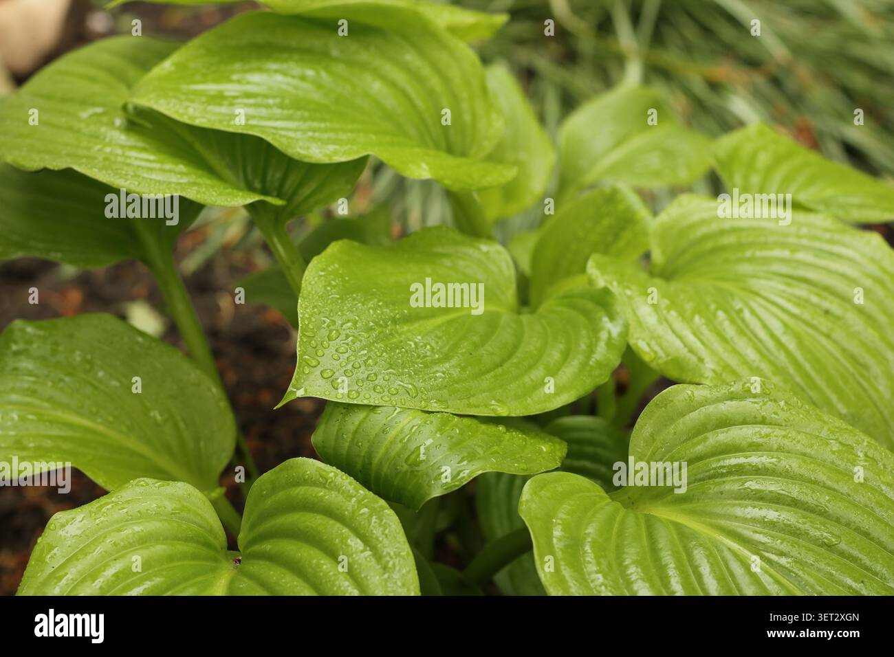 Feuilles fraîches de Hosta plantaginea vert avec des gouttes de pluie dans un jardin d'été, éclairage doux naturel Banque D'Images
