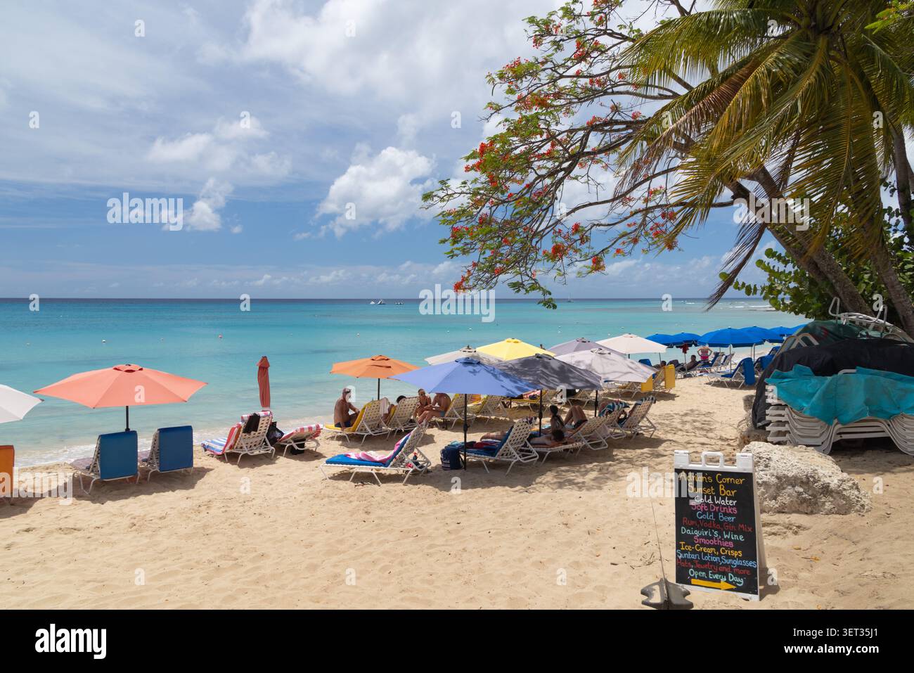 Parasols et chaises longues à Adrian's Corner Sunset Bar sur la plage sous le soleil tropical avec arbre flamboyant, Mullins Beach, Mullins, Saint Peter, Barbade Banque D'Images