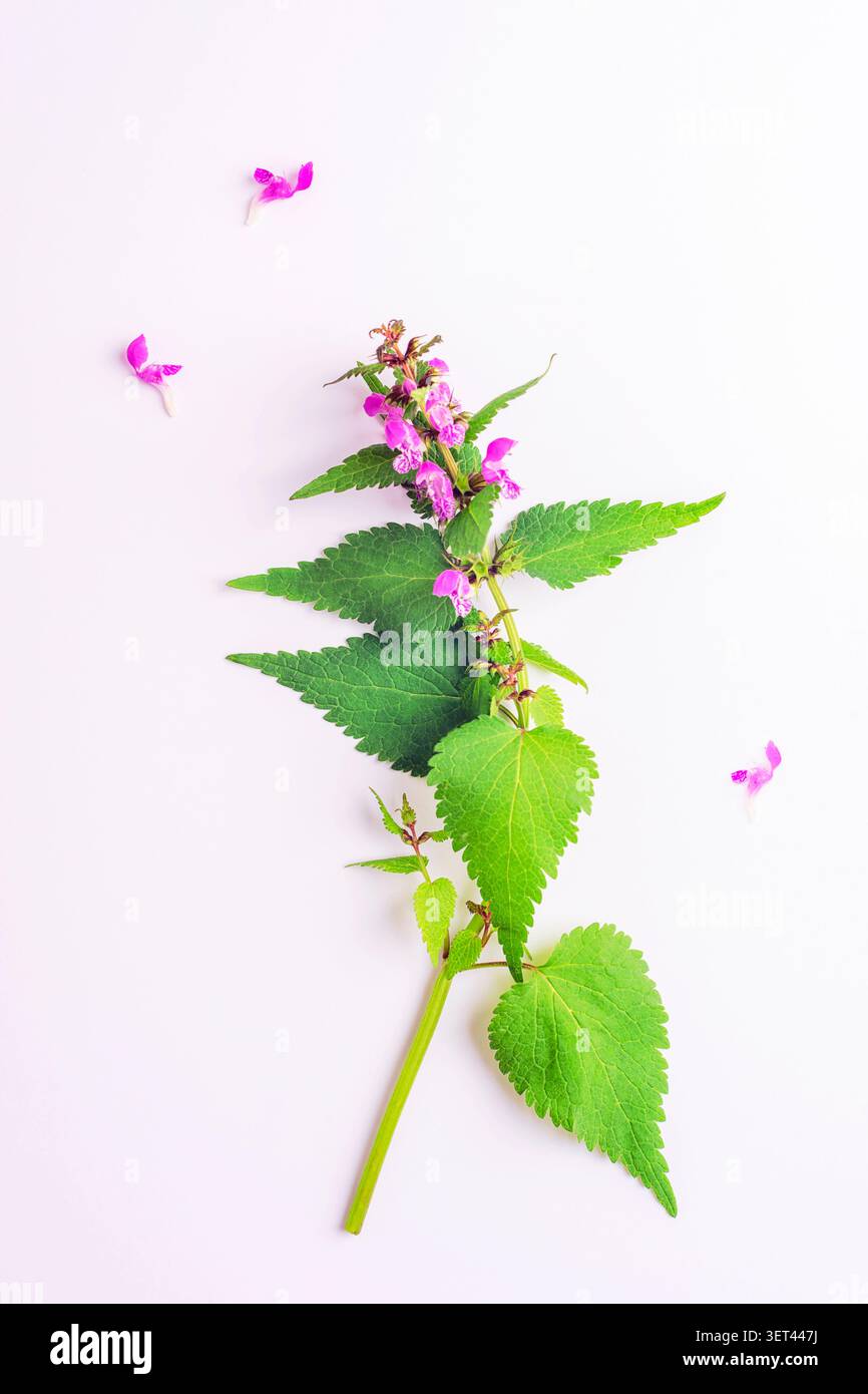 Fleur sauvage d'ortie morte violette, Lamium purpureum avec des feuilles vertes sur fond blanc. Plante botanique isolée. Banque D'Images
