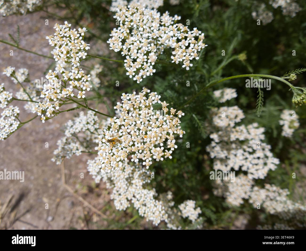 Sueur abeille collectant le nectar sur les fleurs blanches de yarrow. Petite abeille halictide pollinisant la fleur sauvage Achillea millefolium. Banque D'Images