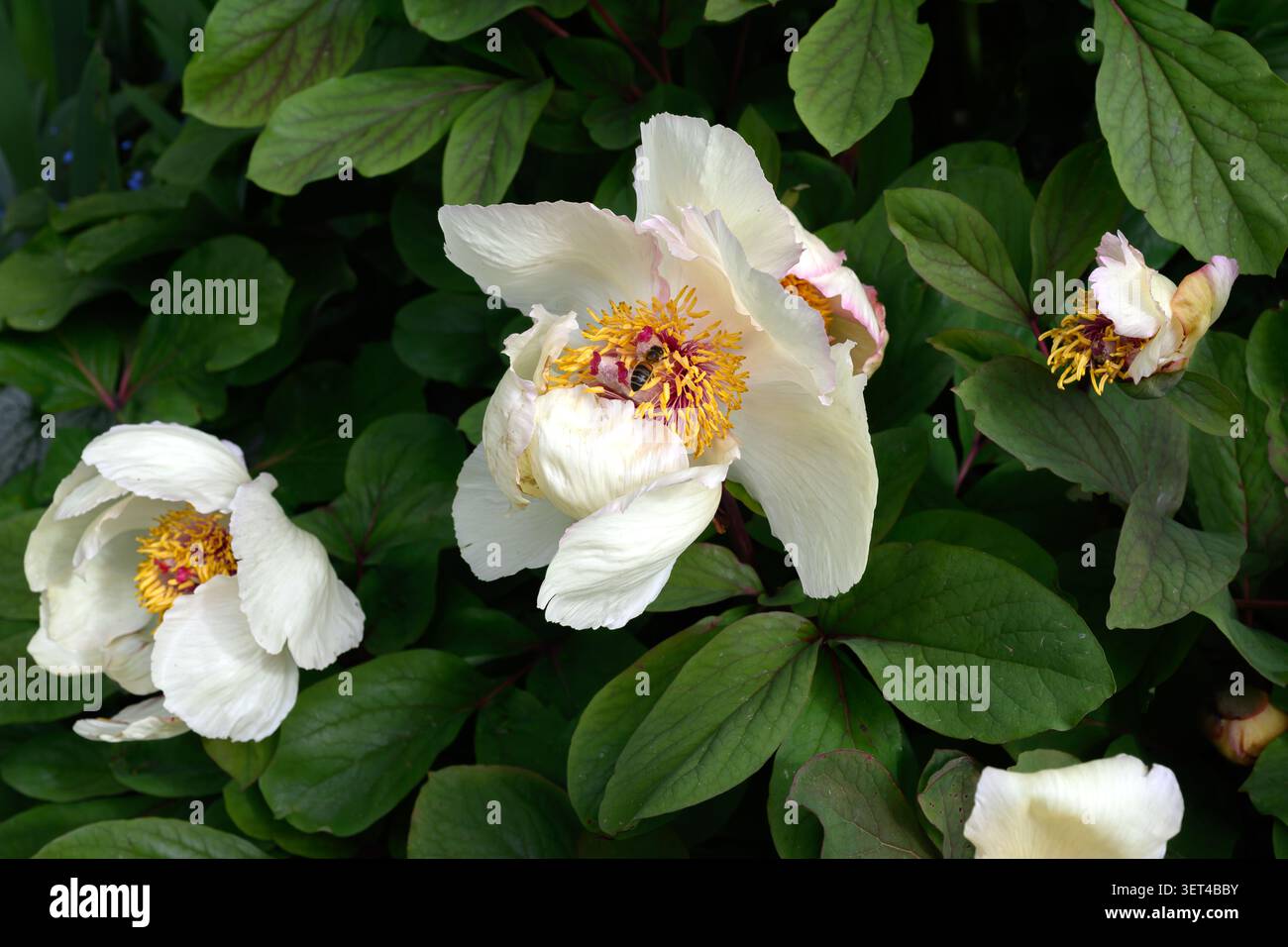 Fleur de pivoine blanche avec abeille à l'intérieur (Paeonia lactiflora) au Royaume-Uni Banque D'Images