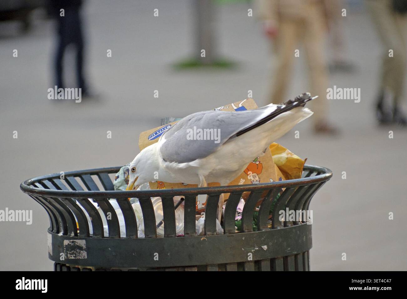Mouette à la recherche de nourriture dans une poubelle pleine dans un environnement urbain, Oslo, Norvège Banque D'Images