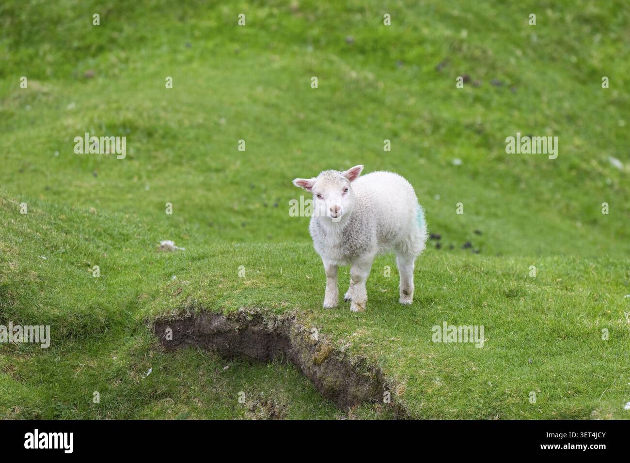 Moutons dans le pâturage, agneau, îles Shetland, Écosse, Grande-Bretagne Banque D'Images