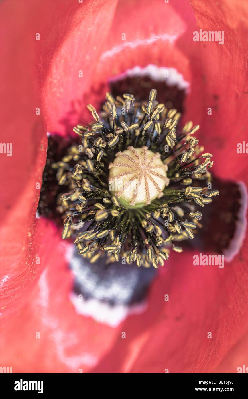 Grossissement du centre de la fleur de coquelicot avec des étamines détaillées Banque D'Images