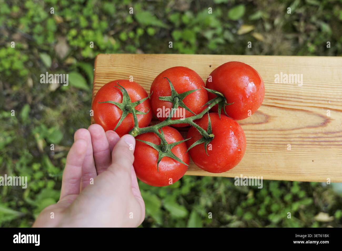Cueillette à la main un bouquet frais de tomates biologiques rouges mûres sur la vigne, récemment récoltées et placées sur une planche de bois rustique avec un backgr de jardin vert Banque D'Images