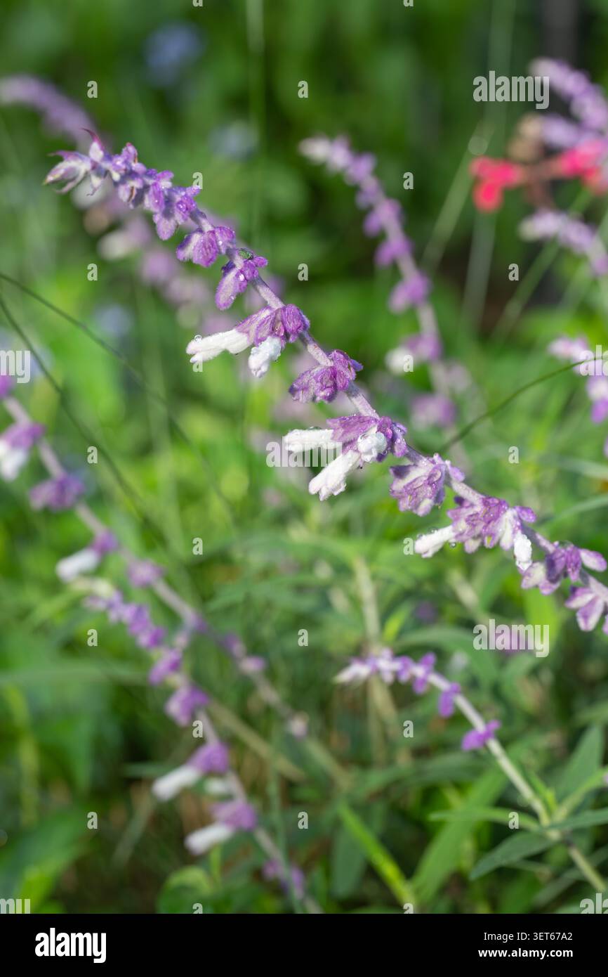 Salvia leucantha, sauge du Bush mexicain, poussant dans un jardin du Texas. Banque D'Images