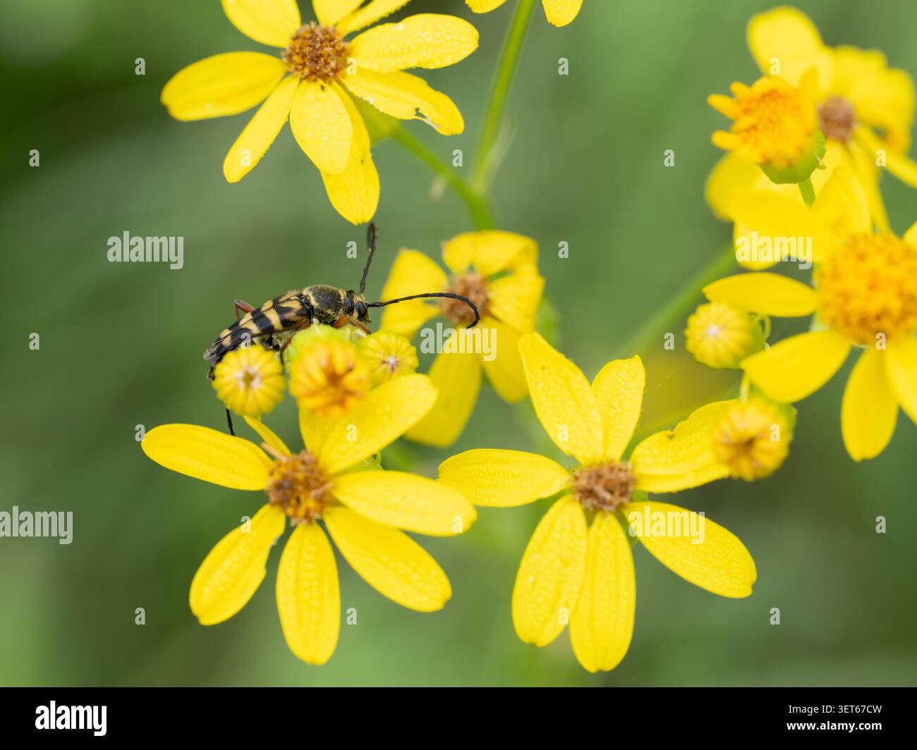 Un coléoptère zèbre, Typocerus zebra, sur une plante de marbrin du Texas, Senecio ampullaceus. Banque D'Images