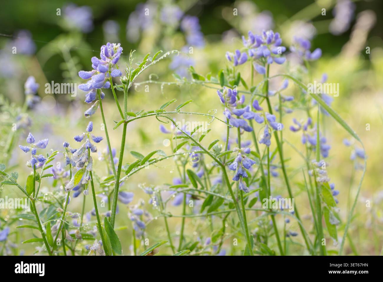 Vicia ludoviciana, vesce de pois de cerf, poussant dans une prairie printanière. Banque D'Images