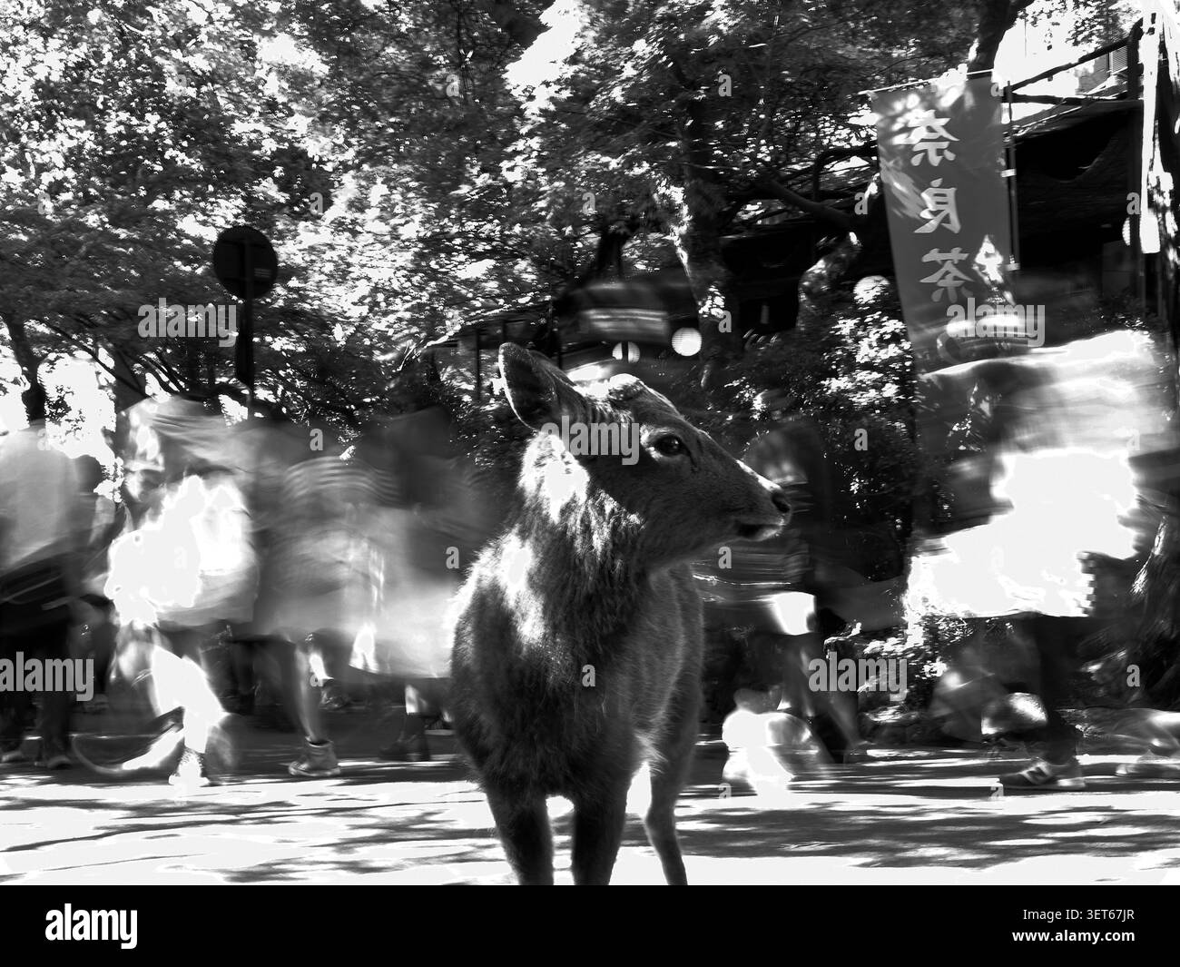 Cerf debout immobile, contrastant avec des personnes en mouvement floues dans une scène en noir et blanc Banque D'Images