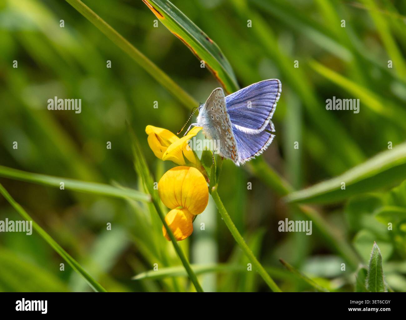Papillon bleu commun sur le Trefoil Bird's Foot Banque D'Images