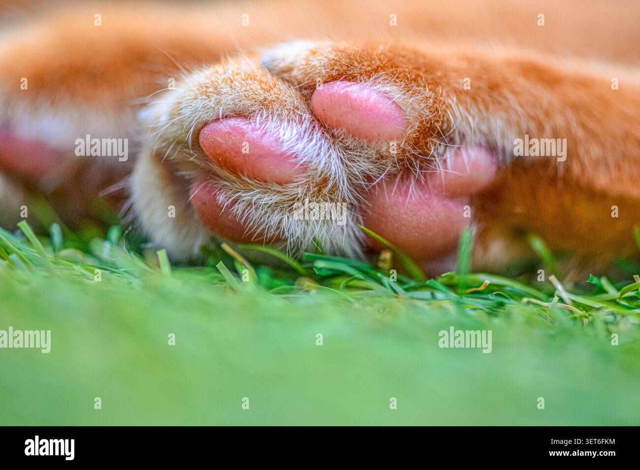 Coussinets de pattes roses douces d'un chat au gingembre dans les détails macro Banque D'Images