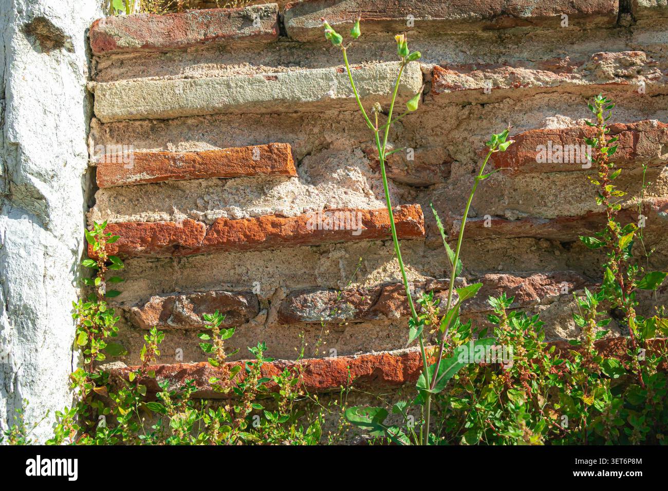 Vieille maçonnerie de briques avec une végétation sauvage émergeant de fissures et de murs détériorés, illustrant la décomposition, la nature récupérant l'architecture et le textu vieilli Banque D'Images