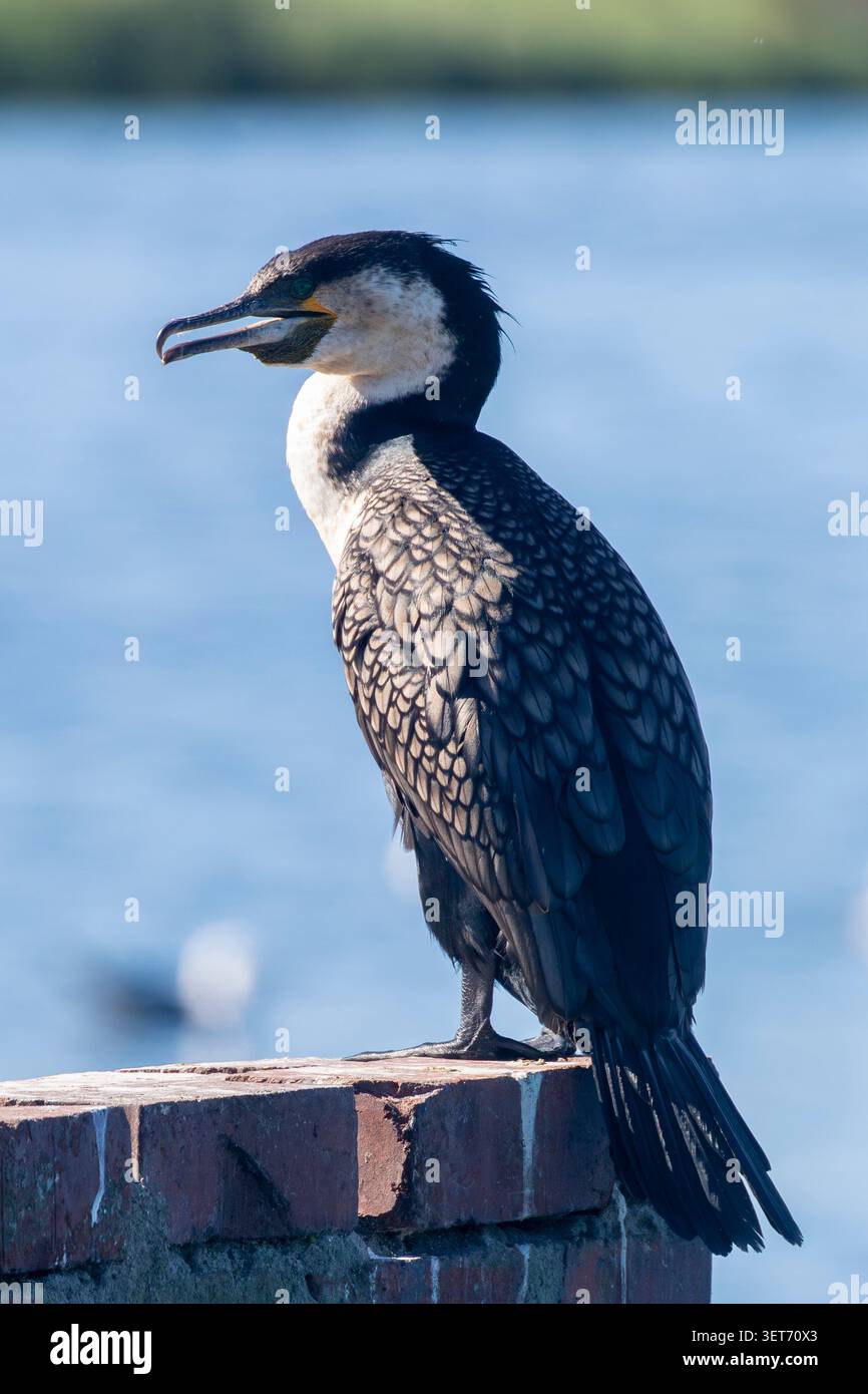 Cormoran à poitrine blanche ( Phalacrocorax lucidus) perché à Pan, Strandfontein Sewage Works, Cape Town, Afrique du Sud, hotspot d'observation des oiseaux, site RAMSAR Banque D'Images