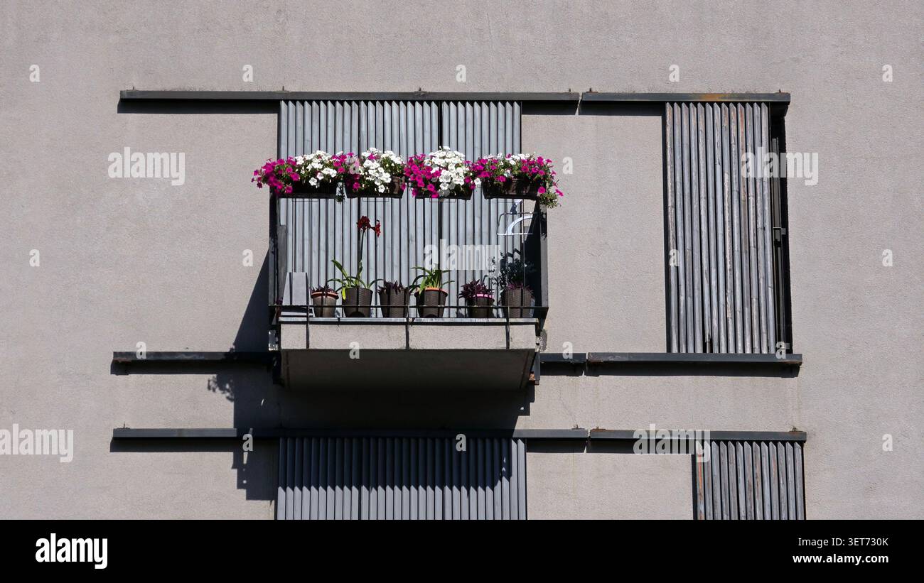 Une vue architecturale directe d'un petit balcon résidentiel avec des balustrades en verre, des pétunias roses et blancs éclatants et du bois vertical altéré Banque D'Images