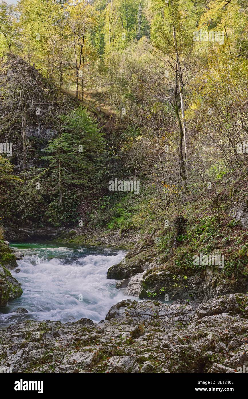 088 les eaux vertes rugissantes de la rivière Radovna se ruent torrentiellement le long de la Soteska Vintgar (gorge), équipée de passerelles en bois et de ponts. Bled-Slovénie Banque D'Images