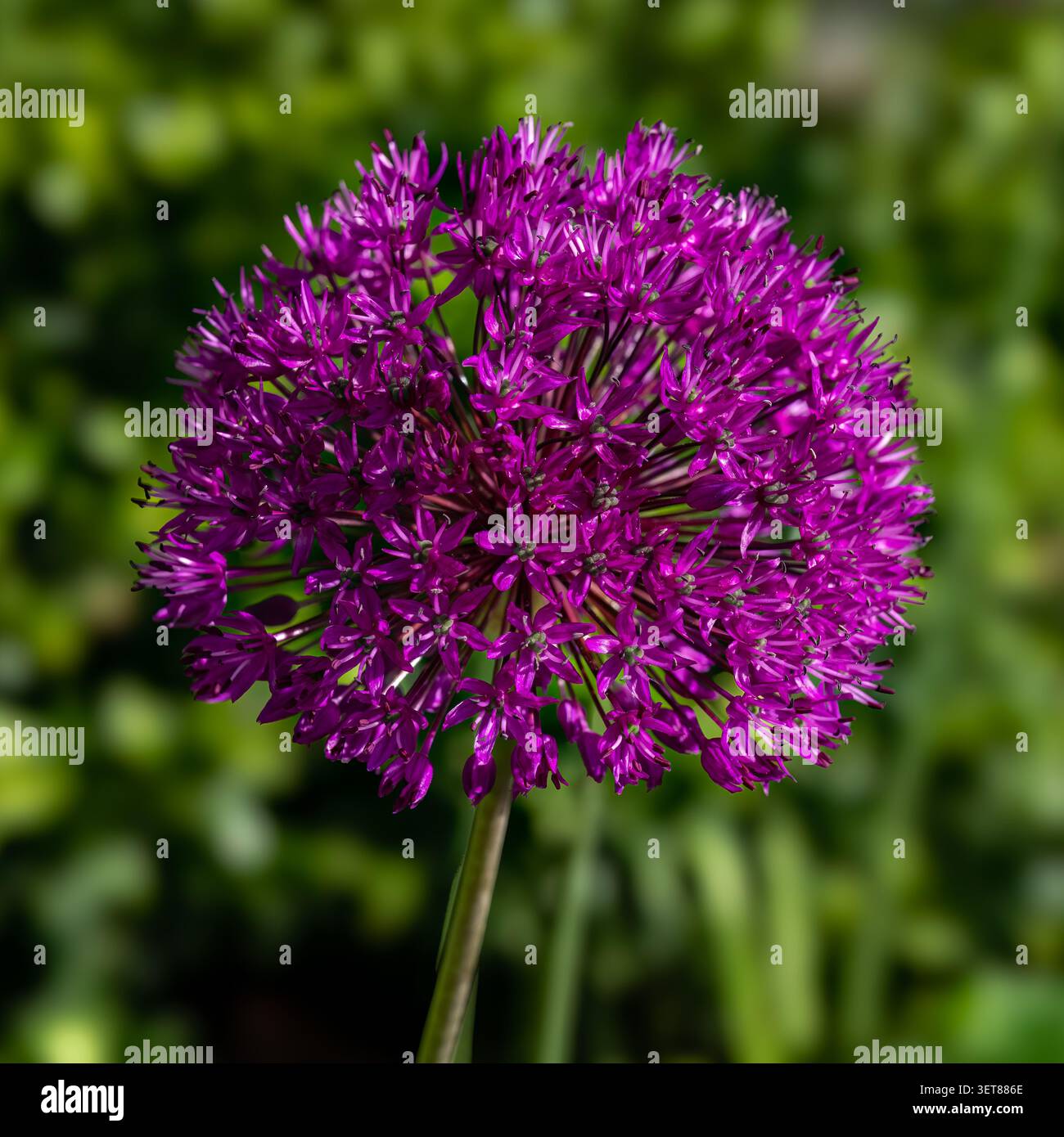 L'allium Banque D'Images