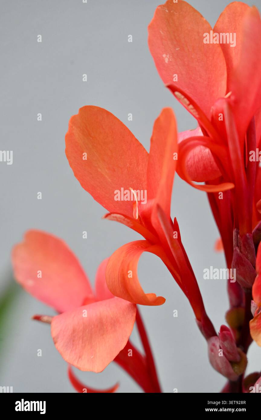 Magnifique gros plan vertical capturant une fleur de nénuphar corail-orange éclatante sur une tige. Banque D'Images