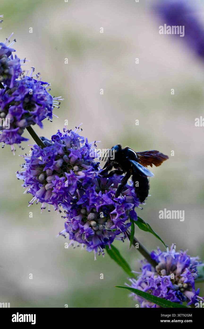 Magnifique photo macro verticale capturant une grosse abeille charpentier noire pollinisant une branche de fleurs violettes éclatantes. Banque D'Images
