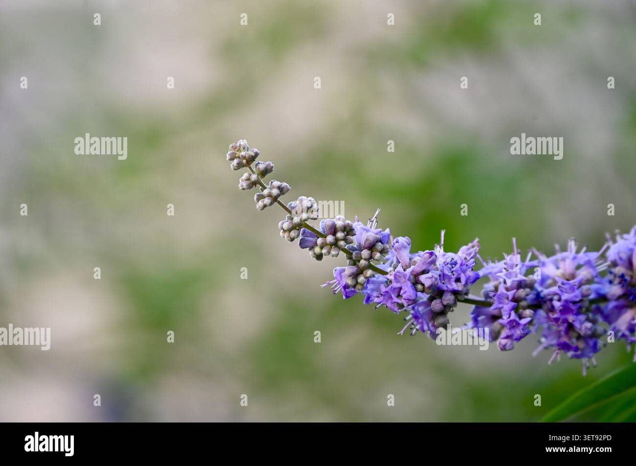 Magnifique photo macro horizontale mettant l'accent sur une fleur de lavande éclatante et incurvée d'un arbuste Vitex agnus-castus Banque D'Images