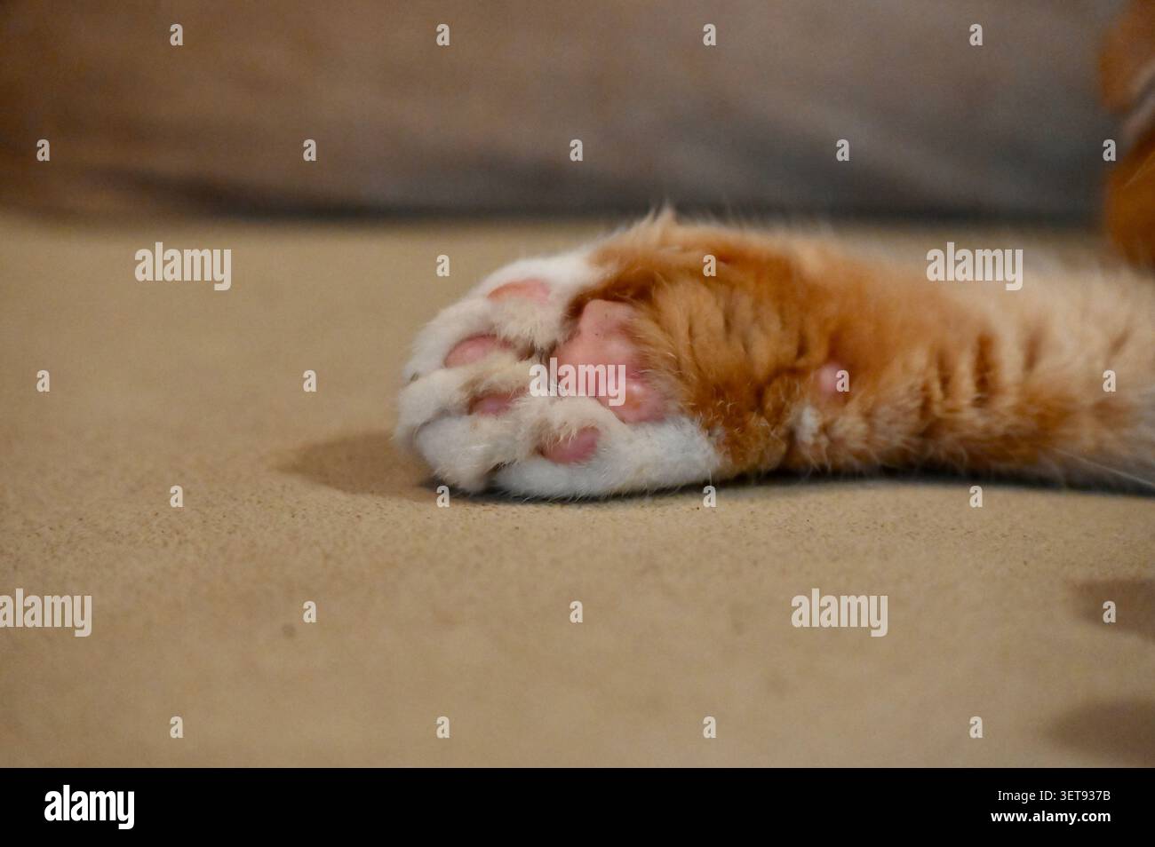 Une belle photo macro horizontale se concentrant étroitement sur la patte moelleuse d'un chat Scottish Fold au gingembre reposant sur une surface beige douce. Banque D'Images
