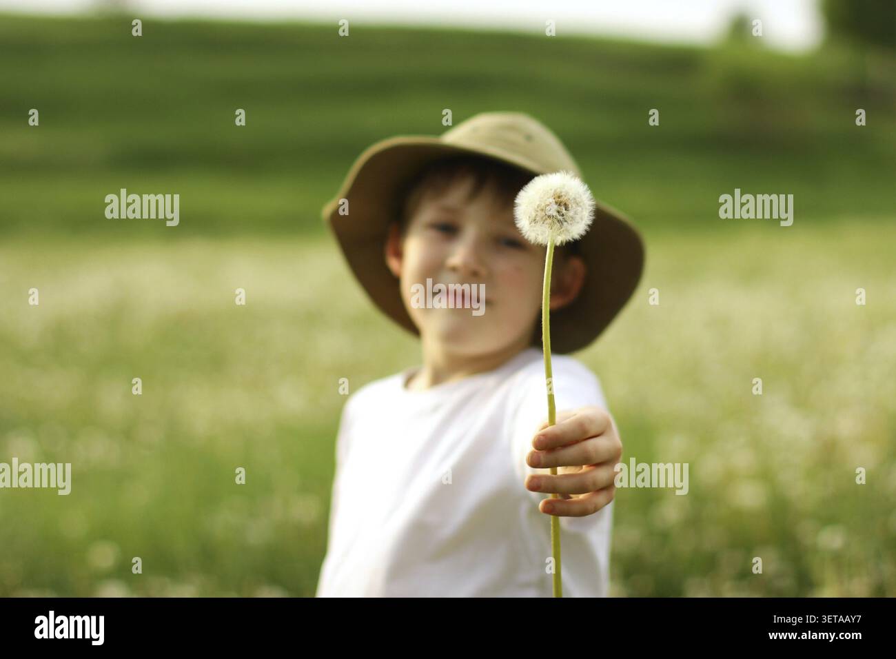L'enfant étire un pissenlit blanc. Ambiance estivale, promenade dans la nature. Un cadeau qui vient du cœur Banque D'Images