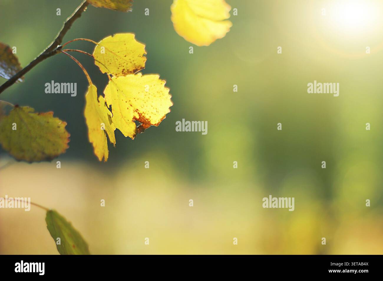 Branche d'Aspen avec des feuilles dorées en automne. Rayons du soleil, fond d'automne Banque D'Images