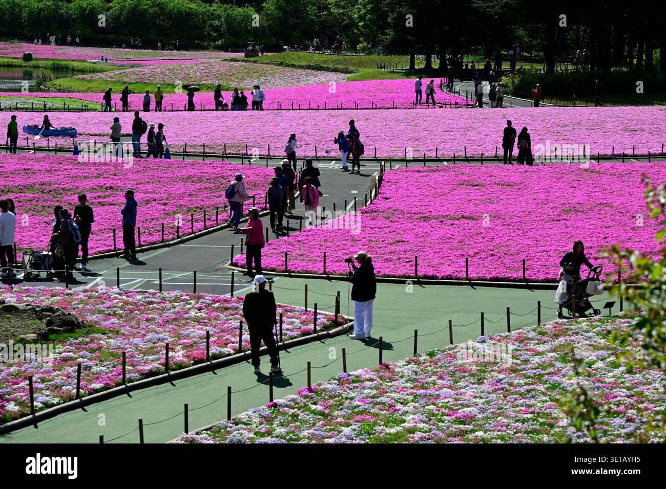 Floraison Shibazakura Rose Moss jardin de fleurs, Japon. Banque D'Images