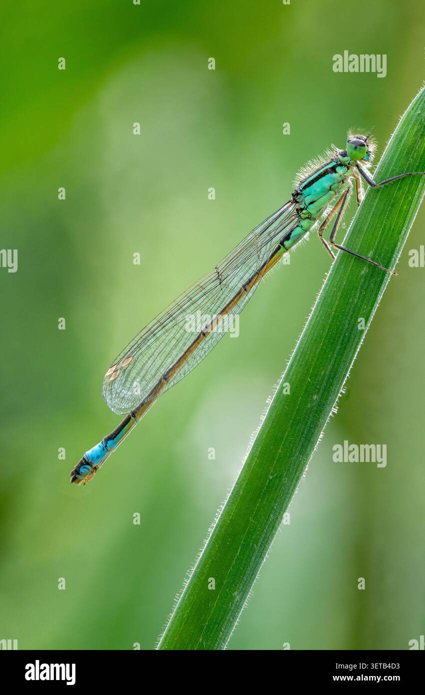 Damselfly à queue bleue (Ischnura elegans), Somerset, Royaume-Uni Banque D'Images