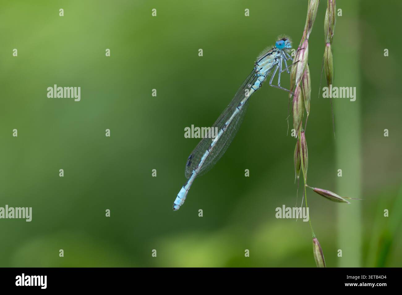 Damselfly à pattes blanches, homme, (Platycnemis pennipes) Banque D'Images
