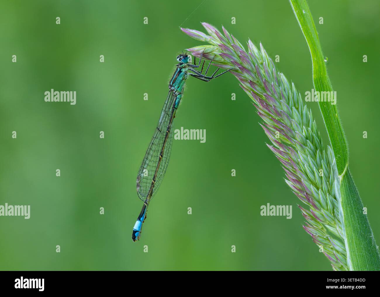 Damselfly à queue bleue (Ischnura elegans), Somerset, Royaume-Uni Banque D'Images