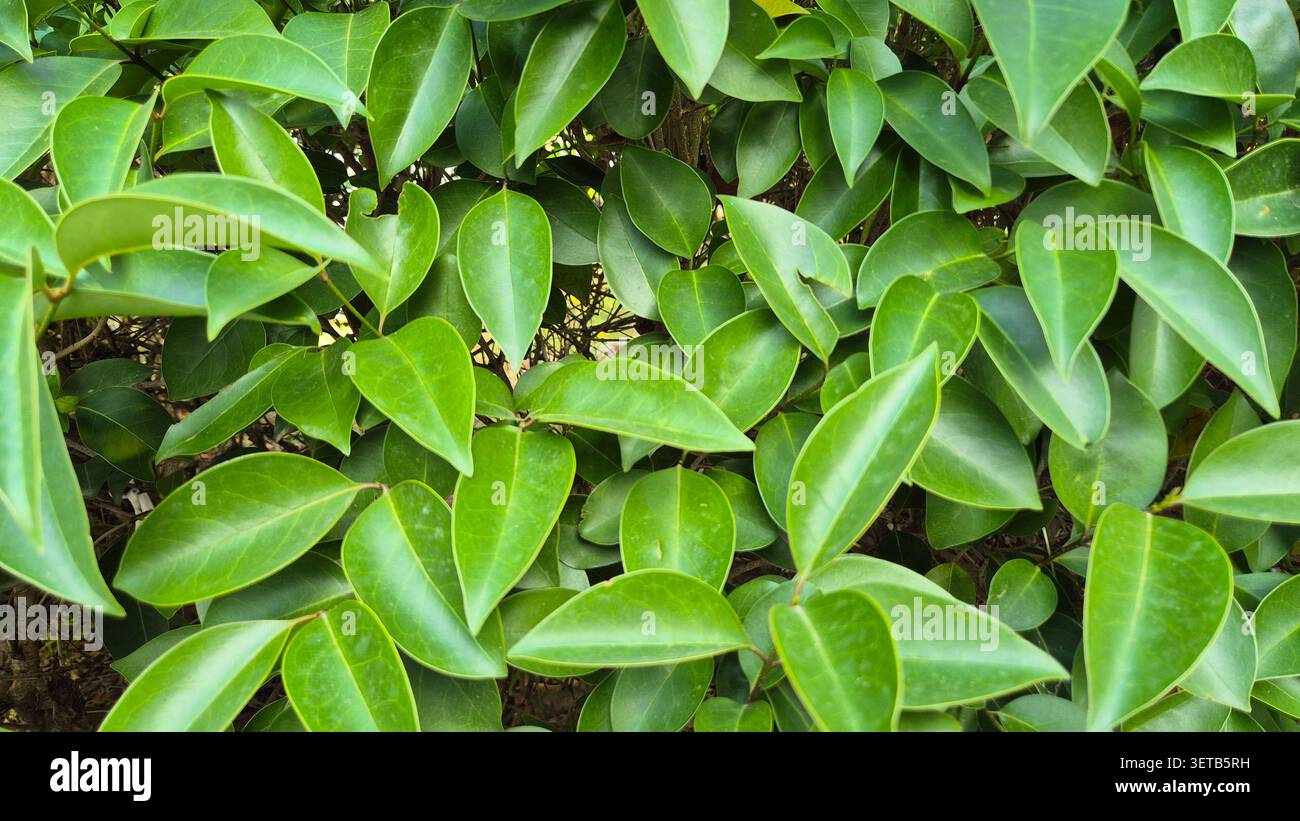 Feuilles de Privet brillant (Ligustrum lucidum) Banque D'Images