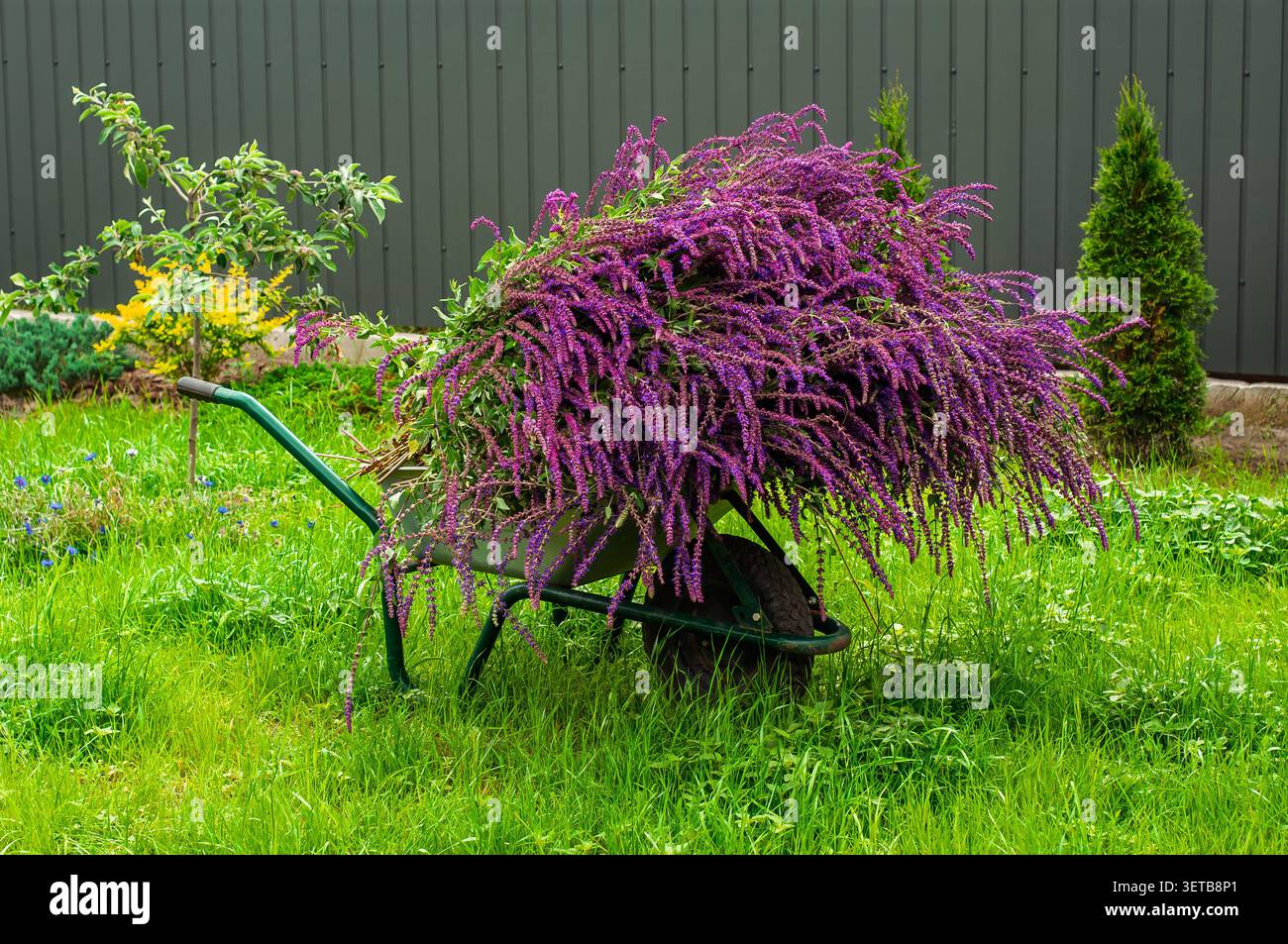Une brouette de jardin est remplie d'une grande quantité de branches de sauge violette coupées après l'élagage, prête pour l'élimination ou le compostage Banque D'Images