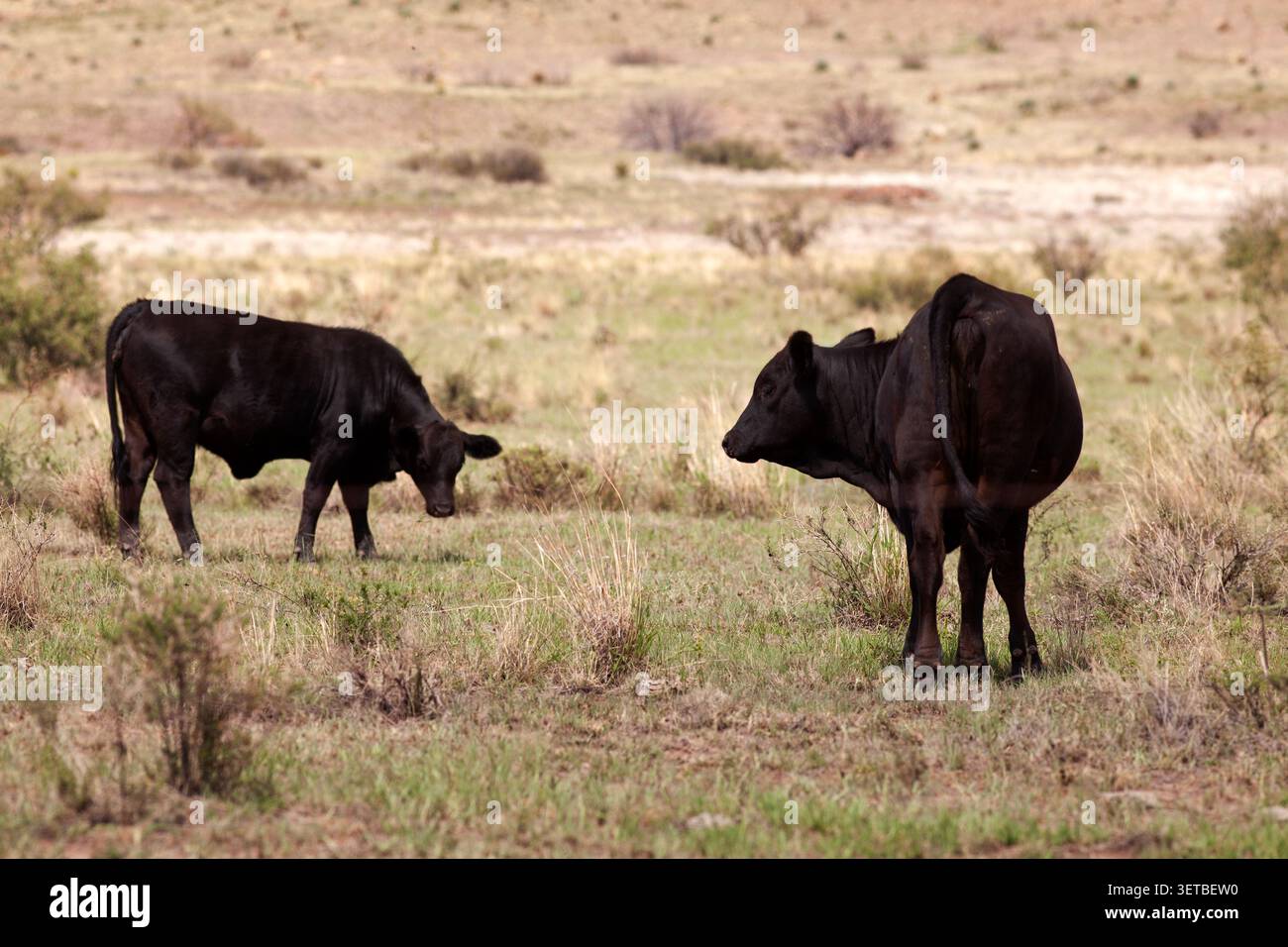 Deux vaches angus noires dans un pâturage ouvert Banque D'Images
