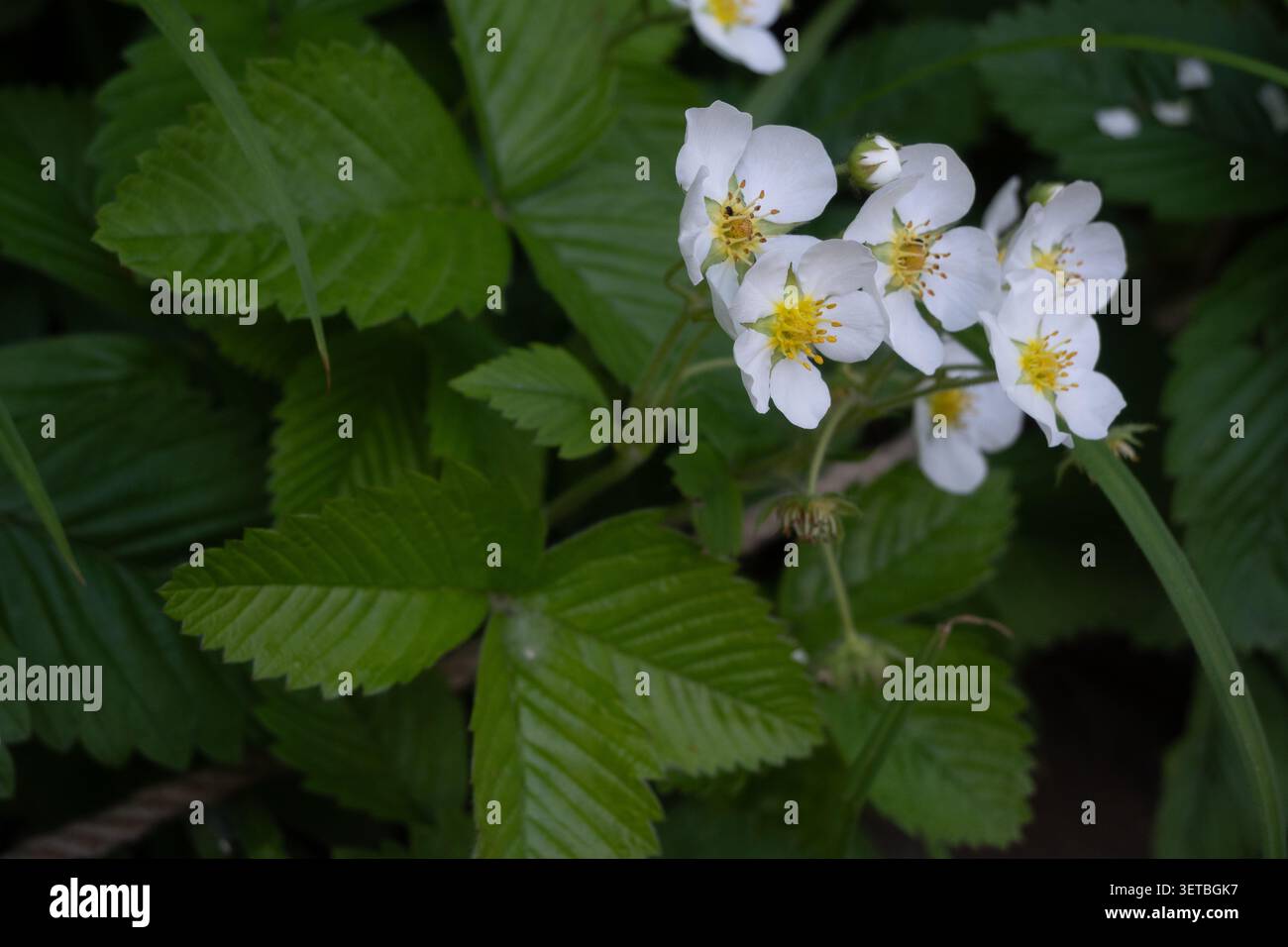 Macro horizontale de fleurs de fraises sauvages en fleurs avec pétales blancs et étamines jaunes, entourées de feuilles vertes dentelées. Idéal pour la recherche de nourriture gui Banque D'Images