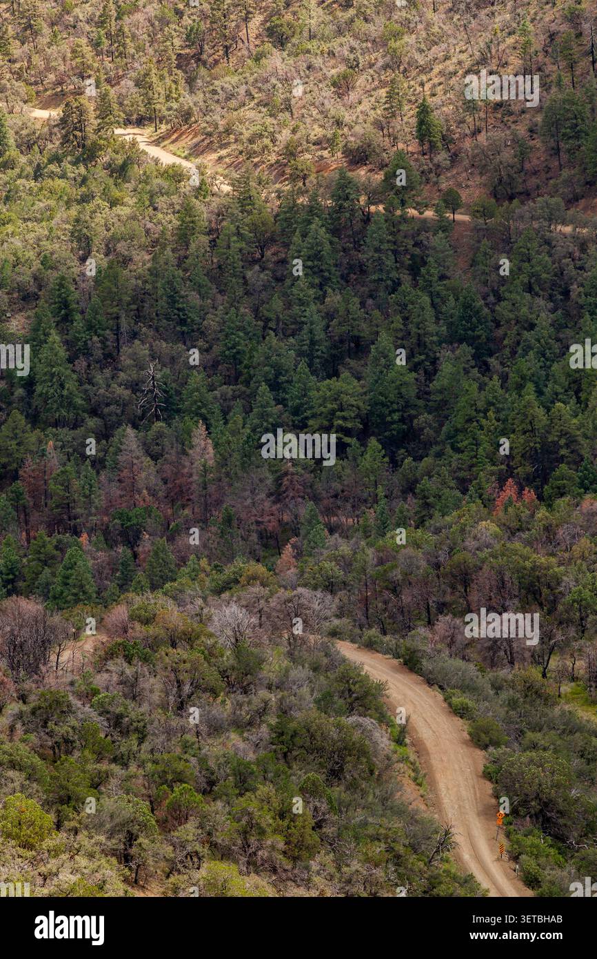 Chemin de terre sinueux serpentant à travers une forêt de montagne dense Banque D'Images