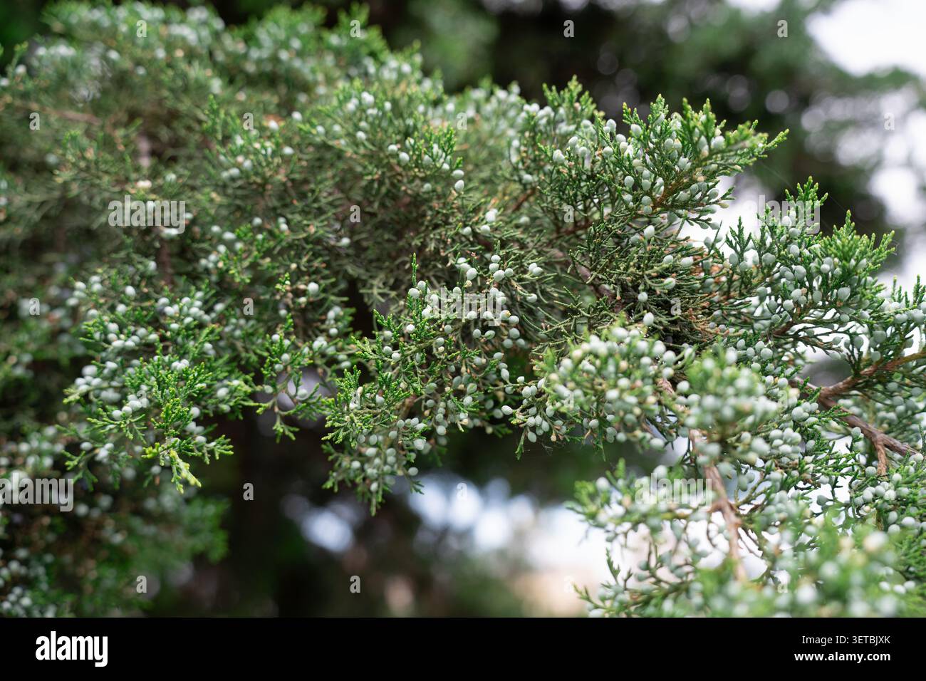 Fond de texture botanique d'une plante juniperus sabina fraîche en floraison, concept d'aménagement paysager. Arbuste conifère genévrier Evergreen savina avec beaucoup de sma Banque D'Images