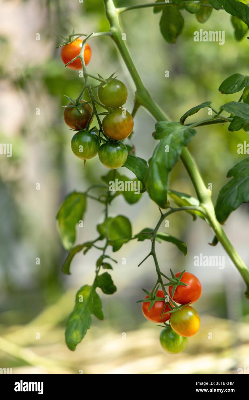Grappes de tomates cerises mûrissant sur vigne Banque D'Images