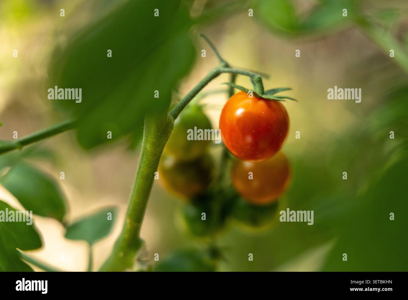 Tomates cerises fraîches mûrissant sur la vigne Banque D'Images