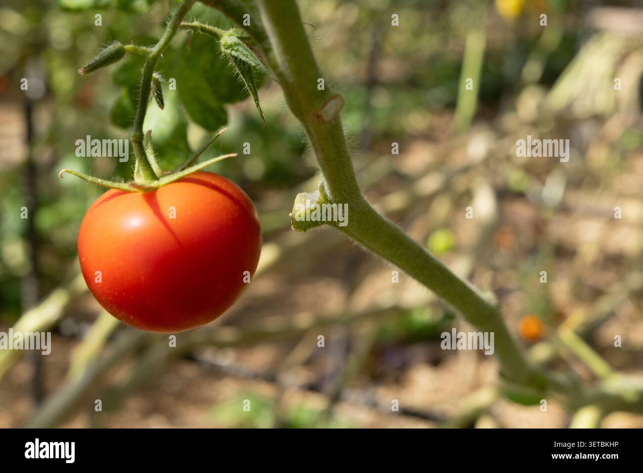 Une seule tomate rouge mûre suspendue à une vigne Banque D'Images