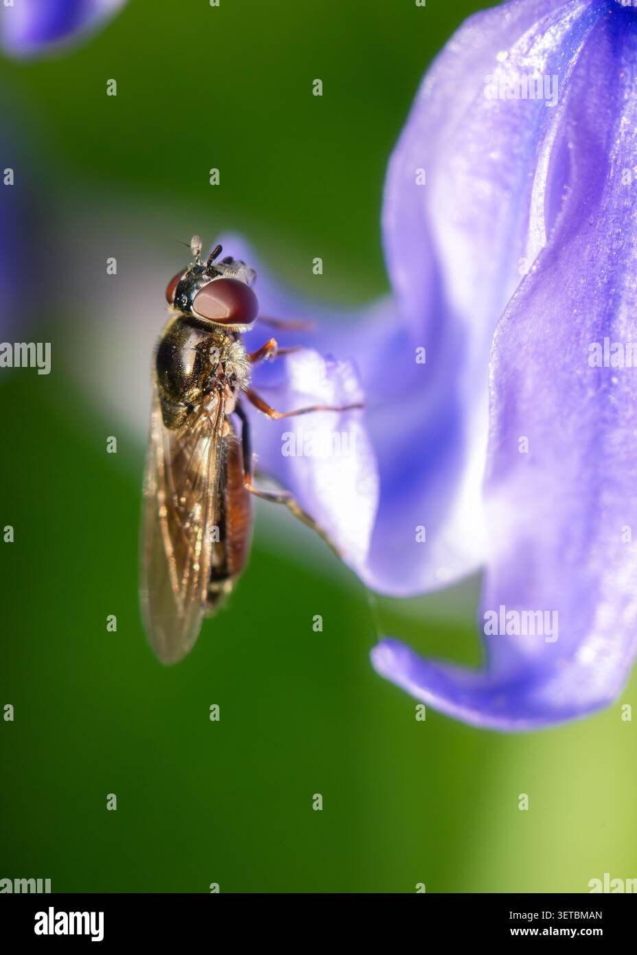 Vue d'un hoverfly perché sur une fleur de bluebell violette vibrante avec un fond vert doux à Oldtown, comté de Dublin, Irlande. Banque D'Images