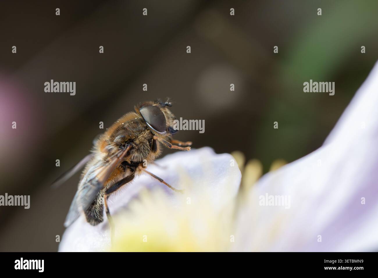 Vue d'un hoverfly reposant sur un délicat pétale de fleur violet clair avec un fond flou doux à Oldtown, comté de Dublin, Irlande. Banque D'Images