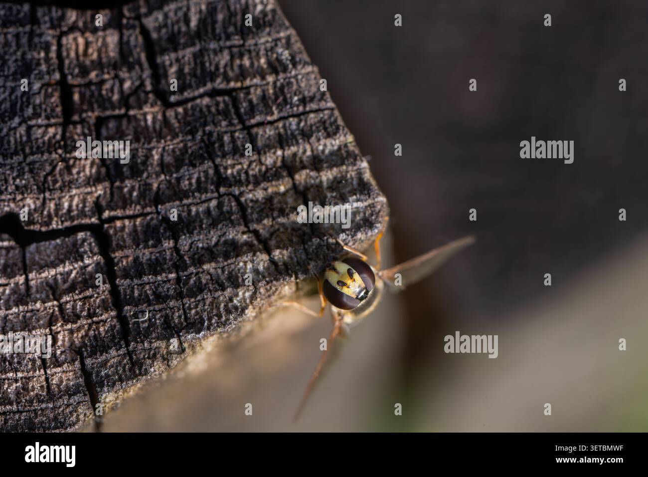 Vue d'un hoverfly reposant sur le bord d'un poteau en bois carbonisé avec une texture détaillée et des fissures à Oldtown, comté de Dublin, Irlande. Banque D'Images